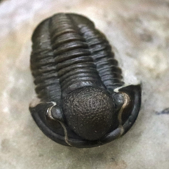 細部までクリーニングが行き届いた、非常に上質なゲラストス(Gerastos sp.)(その2)
