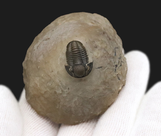 細部までクリーニングが行き届いた、非常に上質なゲラストス（Gerastos