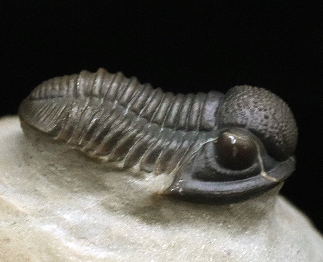 細部までクリーニングが行き届いた、非常に上質なゲラストス(Gerastos sp.)(その4)