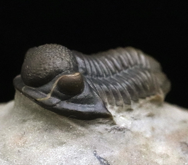 細部までクリーニングが行き届いた、非常に上質なゲラストス(Gerastos sp.)(その5)