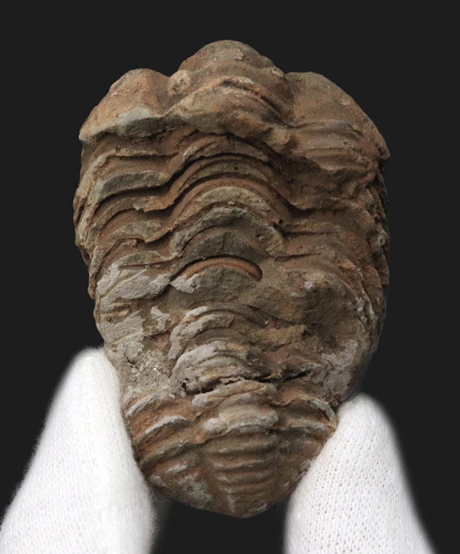 モロッコのオルドビス紀の地層から発見された三葉虫、カリメネ(Calymene)の化石(その1)