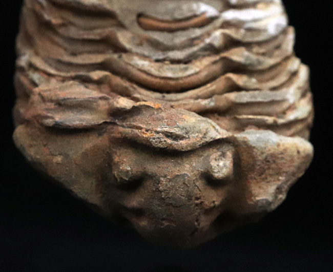 モロッコのオルドビス紀の地層から発見された三葉虫、カリメネ（Calymene）の化石（その2）