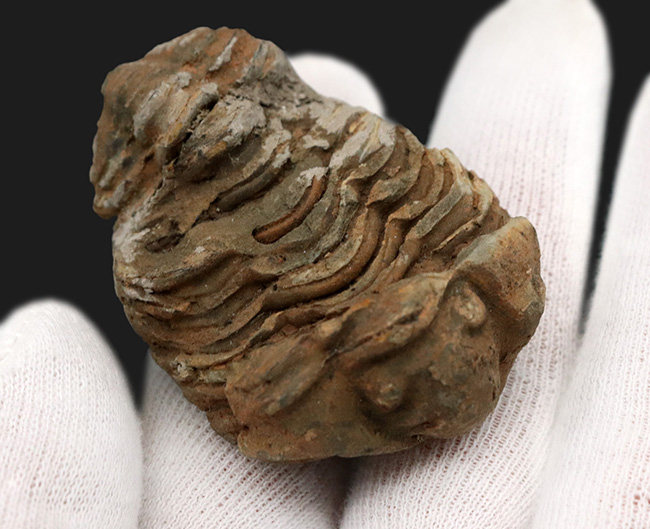 モロッコのオルドビス紀の地層から発見された三葉虫、カリメネ(Calymene)の化石(その3)