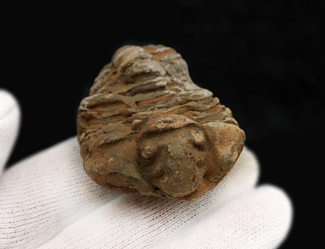 モロッコのオルドビス紀の地層から発見された三葉虫、カリメネ（Calymene）の化石（その4）