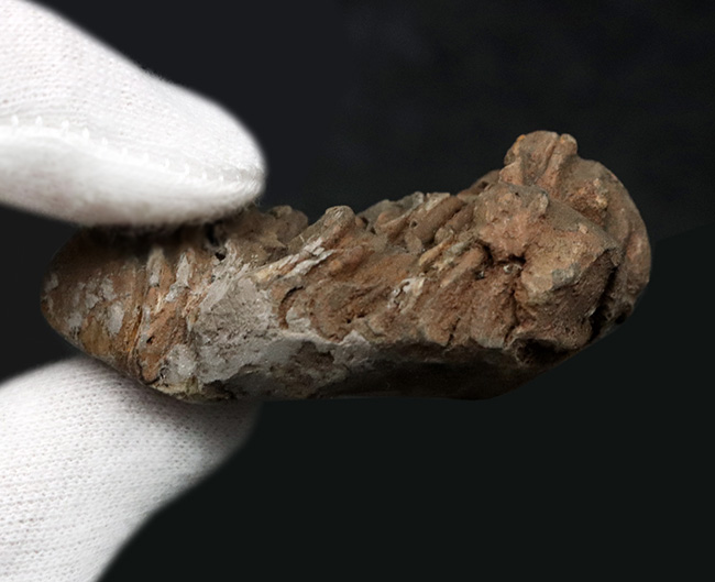 モロッコのオルドビス紀の地層から発見された三葉虫、カリメネ（Calymene）の化石（その5）