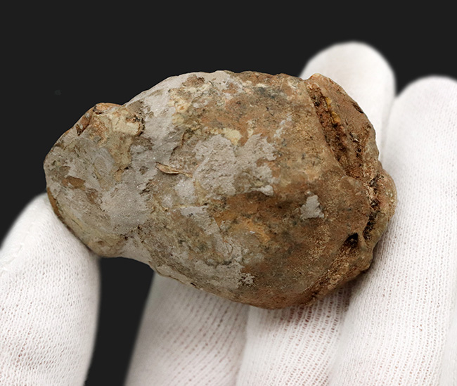 モロッコのオルドビス紀の地層から発見された三葉虫、カリメネ（Calymene）の化石（その6）