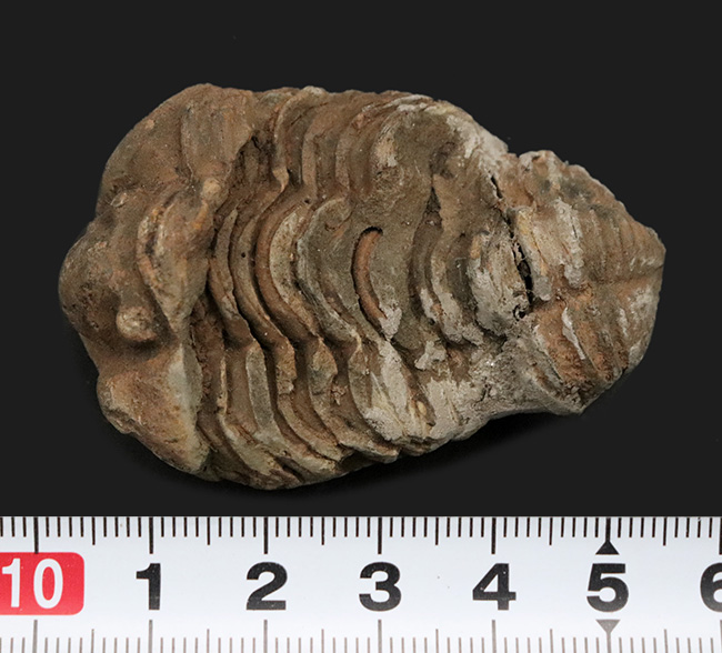 モロッコのオルドビス紀の地層から発見された三葉虫、カリメネ(Calymene)の化石(その7)