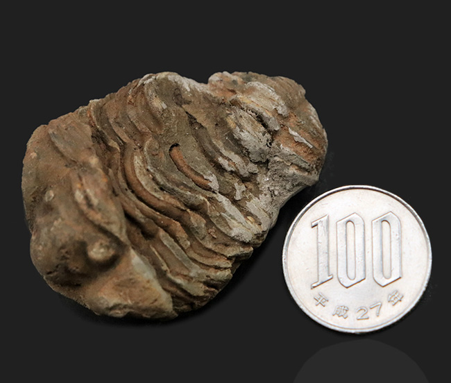 モロッコのオルドビス紀の地層から発見された三葉虫、カリメネ(Calymene)の化石(その8)