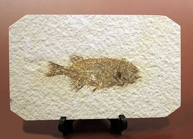 4千万年前の古代魚、希少種、ファレオドゥス(Phareodus sp.)。米国ワイオミング州グリーンリバー層産。(その1)