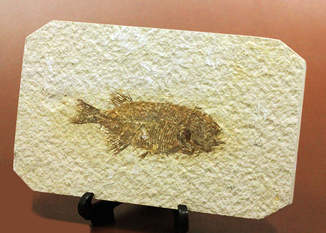 4千万年前の古代魚、希少種、ファレオドゥス（Phareodus sp.）。米国