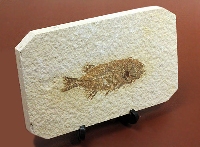 4千万年前の古代魚、希少種、ファレオドゥス（Phareodus sp.）。米国ワイオミング州グリーンリバー層産。（その11）