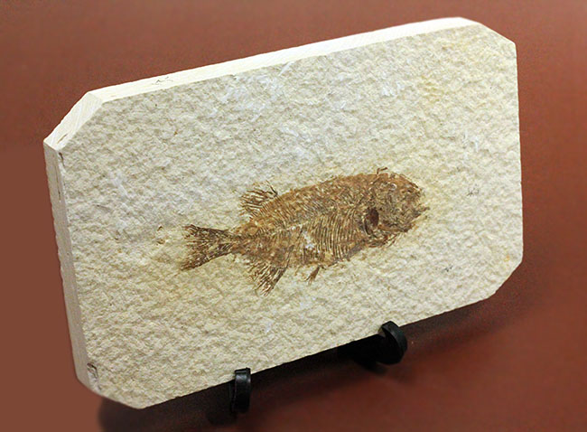 4千万年前の古代魚、希少種、ファレオドゥス(Phareodus sp.)。米国ワイオミング州グリーンリバー層産。(その11)