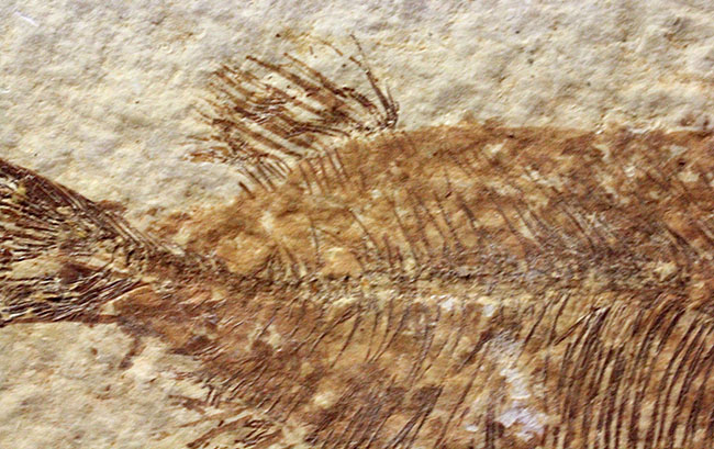 4千万年前の古代魚、希少種、ファレオドゥス(Phareodus sp.)。米国ワイオミング州グリーンリバー層産。(その12)