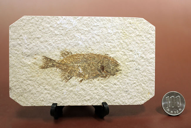 4千万年前の古代魚、希少種、ファレオドゥス(Phareodus sp.)。米国ワイオミング州グリーンリバー層産。(その13)