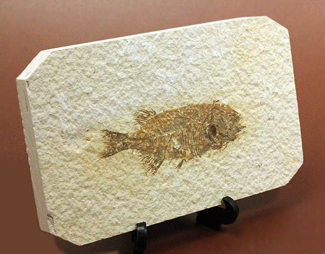 4千万年前の古代魚、希少種、ファレオドゥス(Phareodus sp.)。米国ワイオミング州グリーンリバー層産。(その2)