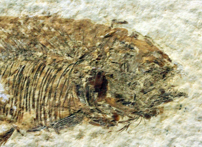 4千万年前の古代魚、希少種、ファレオドゥス（Phareodus sp.）。米国ワイオミング州グリーンリバー層産。（その3）