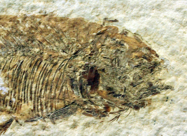 4千万年前の古代魚、希少種、ファレオドゥス(Phareodus sp.)。米国ワイオミング州グリーンリバー層産。(その3)