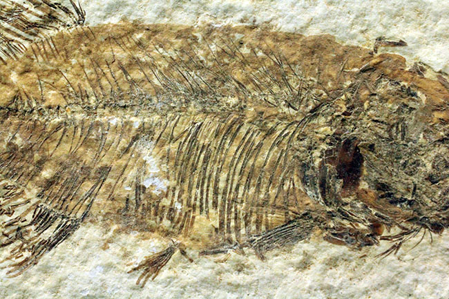 4千万年前の古代魚、希少種、ファレオドゥス(Phareodus sp.)。米国ワイオミング州グリーンリバー層産。(その4)