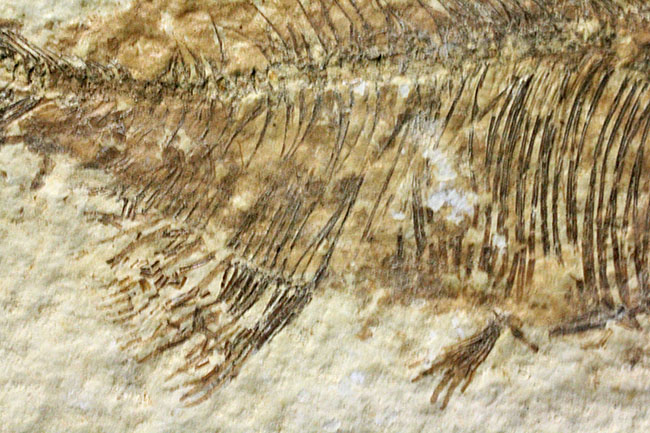 4千万年前の古代魚、希少種、ファレオドゥス(Phareodus sp.)。米国ワイオミング州グリーンリバー層産。(その5)