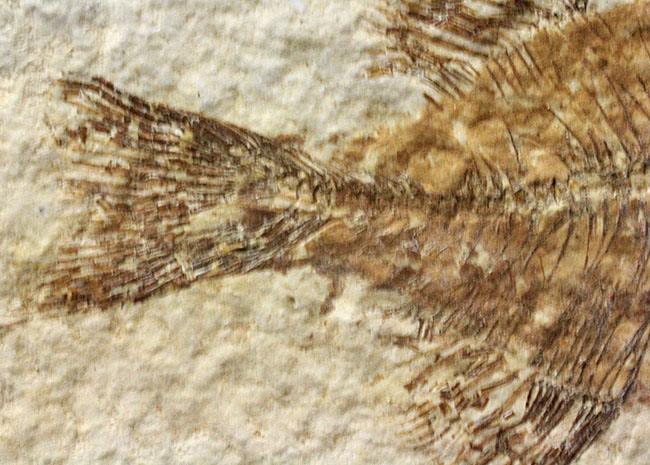 4千万年前の古代魚、希少種、ファレオドゥス（Phareodus sp.）。米国