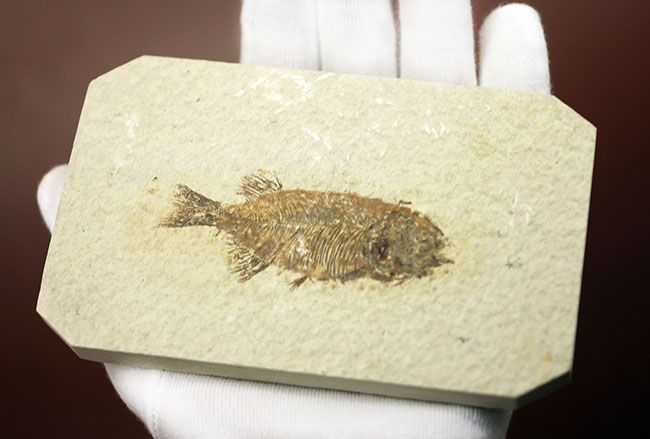 4千万年前の古代魚、希少種、ファレオドゥス(Phareodus sp.)。米国ワイオミング州グリーンリバー層産。(その7)