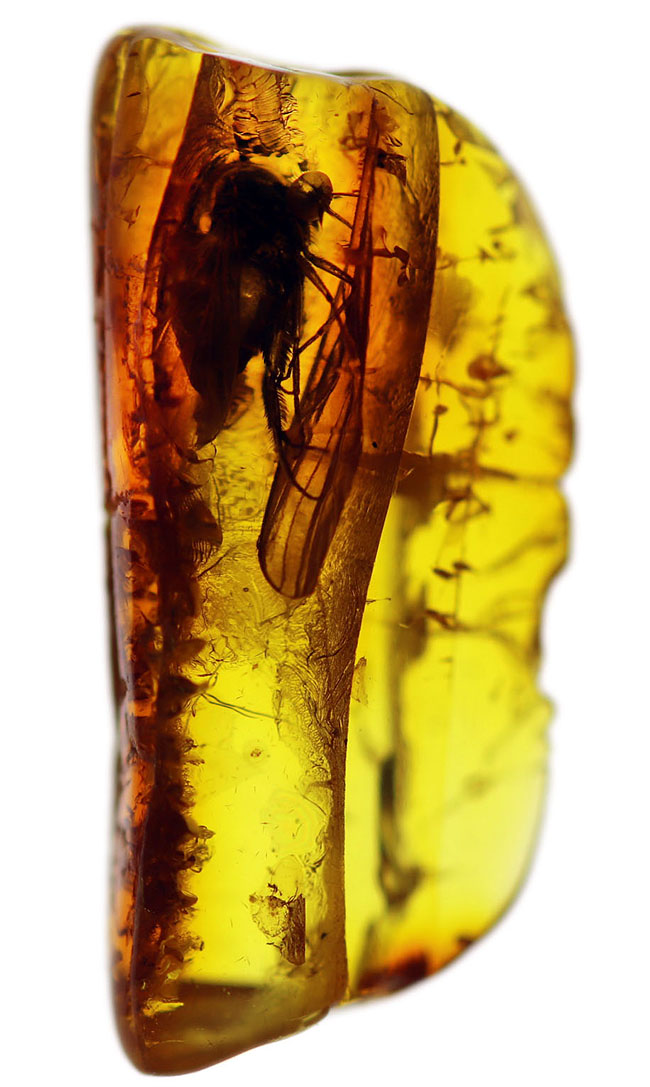 ベリーレア！オドリバエが包まれたバルト海産の琥珀（Amber）（その1）