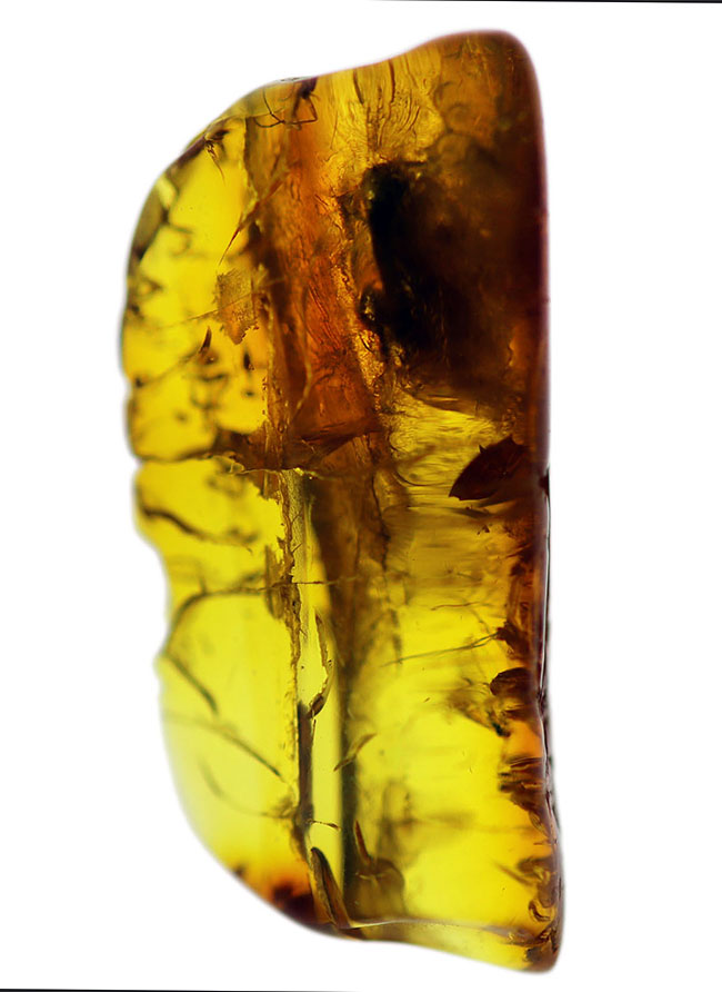 ベリーレア！オドリバエが包まれたバルト海産の琥珀（Amber）（その3）