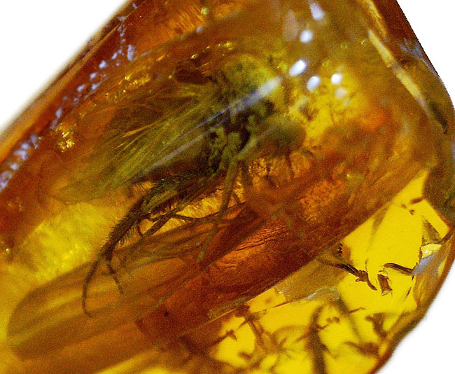 ベリーレア！オドリバエが包まれたバルト海産の琥珀（Amber）（その4）