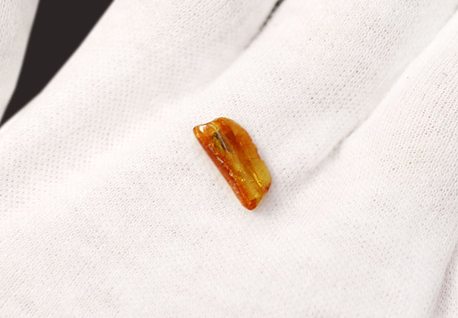 ベリーレア！オドリバエが包まれたバルト海産の琥珀（Amber）（その5）