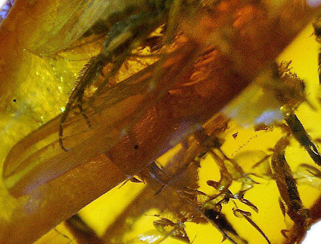 ベリーレア！オドリバエが包まれたバルト海産の琥珀（Amber）（その6）