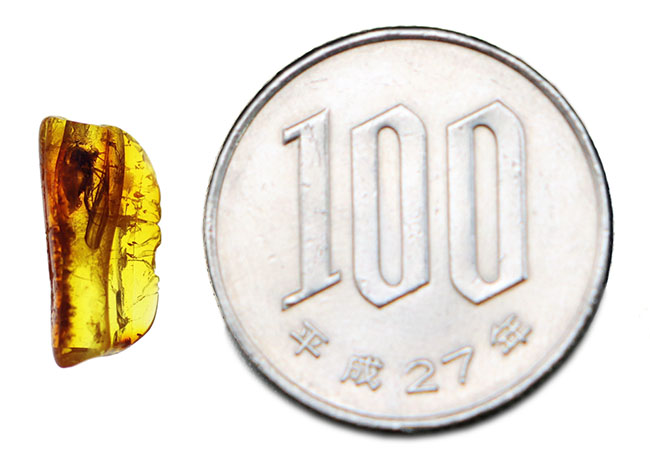 ベリーレア！オドリバエが包まれたバルト海産の琥珀（Amber）（その7）