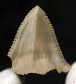 国産マニアックシリーズ！非常に珍しい国産（茨城県日立市）のサメの歯冠の化石
