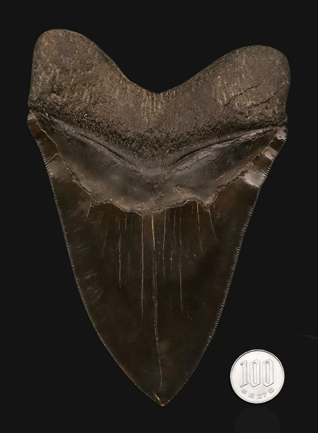 歴代最高と断言！長辺計測17センチオーバー！完璧なセレーション！これ