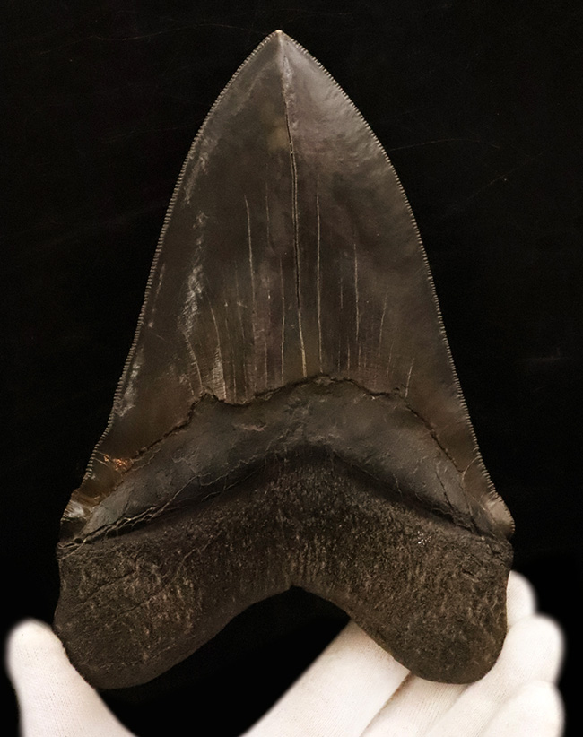 歴代最高と断言！長辺計測17センチオーバー！完璧なセレーション！これ