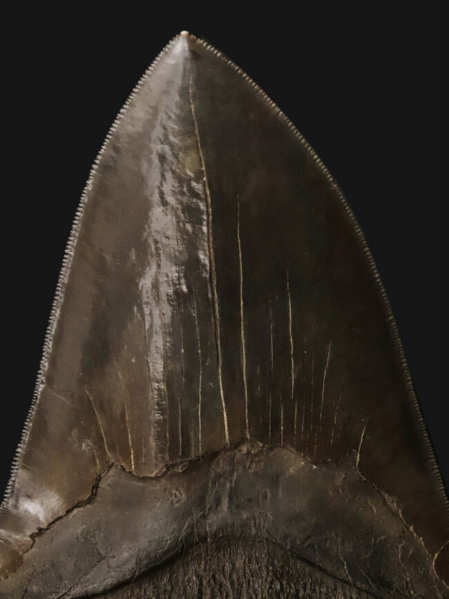 歴代最高と断言！長辺計測17センチオーバー！完璧なセレーション！これ