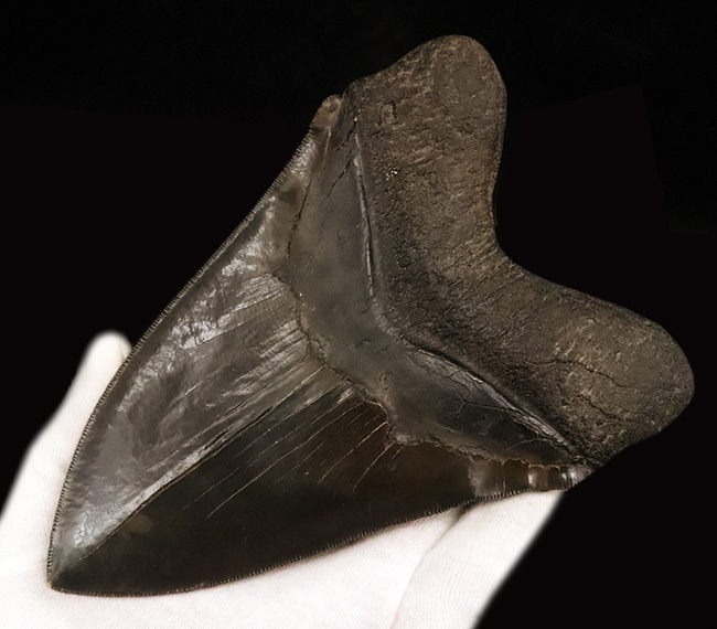 歴代最高と断言！長辺計測17センチオーバー！完璧なセレーション！これ