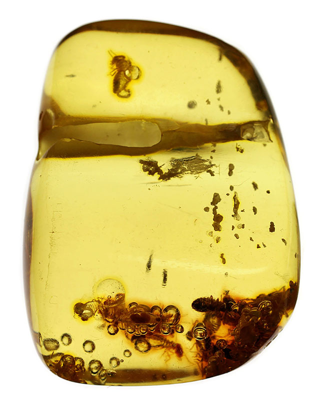 珍しいコロンビア産!多数の虫を内包したコーパル(Copal)。透明度が異様に高い!(その1)