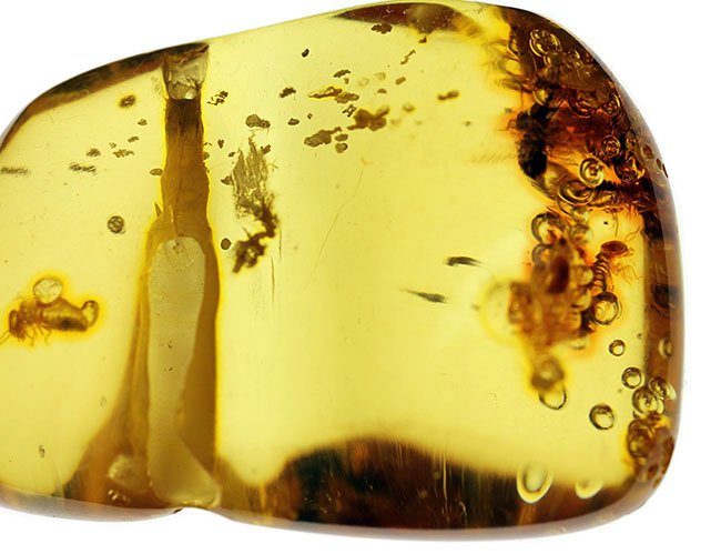 珍しいコロンビア産！多数の虫を内包したコーパル(Copal)。透明度が