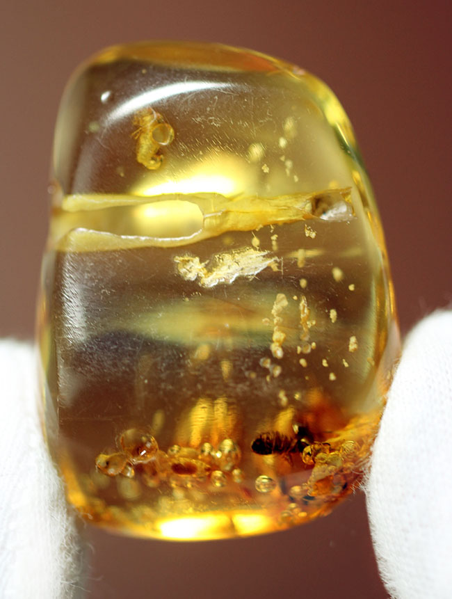 珍しいコロンビア産!多数の虫を内包したコーパル(Copal)。透明度が異様に高い!(その14)