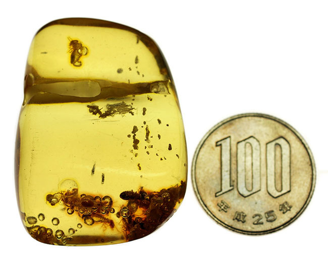 珍しいコロンビア産!多数の虫を内包したコーパル(Copal)。透明度が異様に高い!(その16)