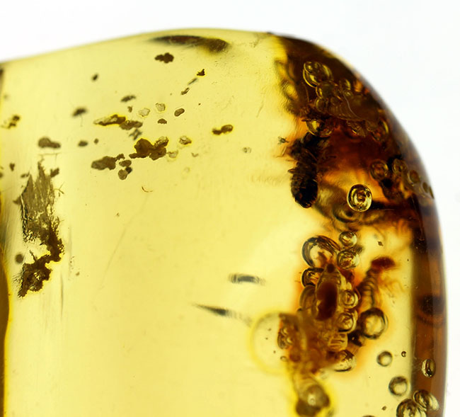 虫入りナチュラルコパル 虫入りナチュラルコパル 珍しいコロンビア産！多数の虫を内包