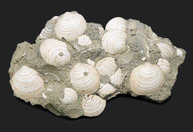 国産マニアック化石シリーズ！瑞浪層群の二枚貝、ウソシジミ（Felaniella usta）の群集化石（その1）