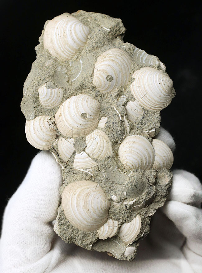 国産マニアック化石シリーズ！瑞浪層群の二枚貝、ウソシジミ（Felaniella usta）の群集化石（その2）
