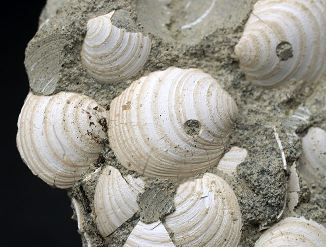 国産マニアック化石シリーズ！瑞浪層群の二枚貝、ウソシジミ（Felaniella usta）の群集化石（その3）