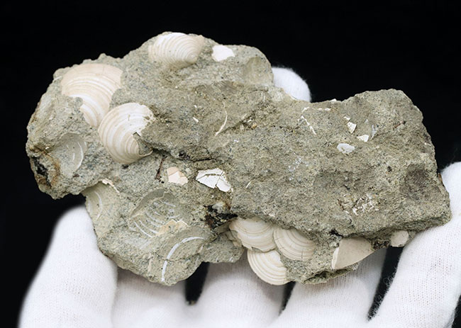 国産マニアック化石シリーズ！瑞浪層群の二枚貝、ウソシジミ（Felaniella usta）の群集化石（その4）