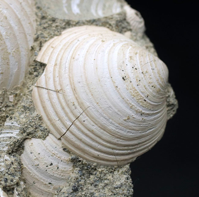 国産マニアック化石シリーズ！瑞浪層群の二枚貝、ウソシジミ（Felaniella usta）の群集化石（その5）