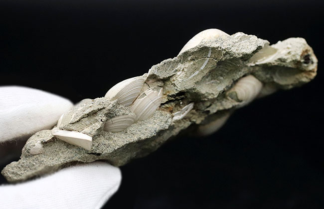 国産マニアック化石シリーズ！瑞浪層群の二枚貝、ウソシジミ（Felaniella usta）の群集化石（その6）