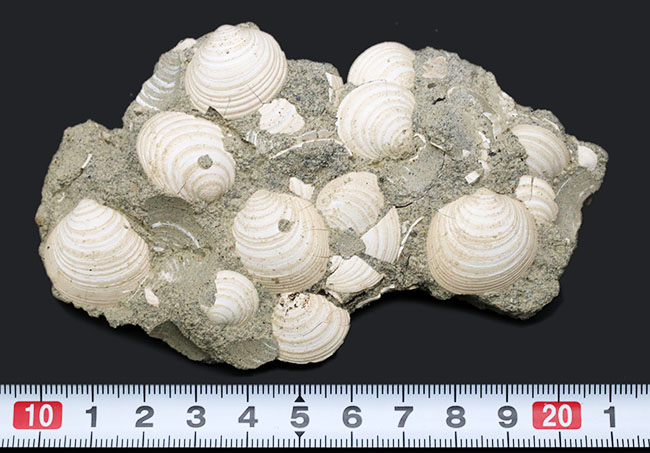 貝の化石 国産マニアック化石シリーズ！瑞浪層群の二枚貝、ウソシジミ