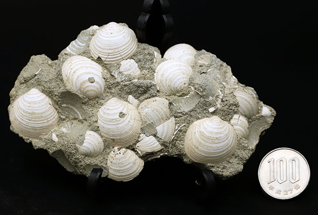 国産マニアック化石シリーズ！瑞浪層群の二枚貝、ウソシジミ（Felaniella usta）の群集化石（その8）