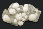 国産マニアック化石シリーズ！瑞浪層群の二枚貝、ウソシジミ（Felaniella usta）の群集化石